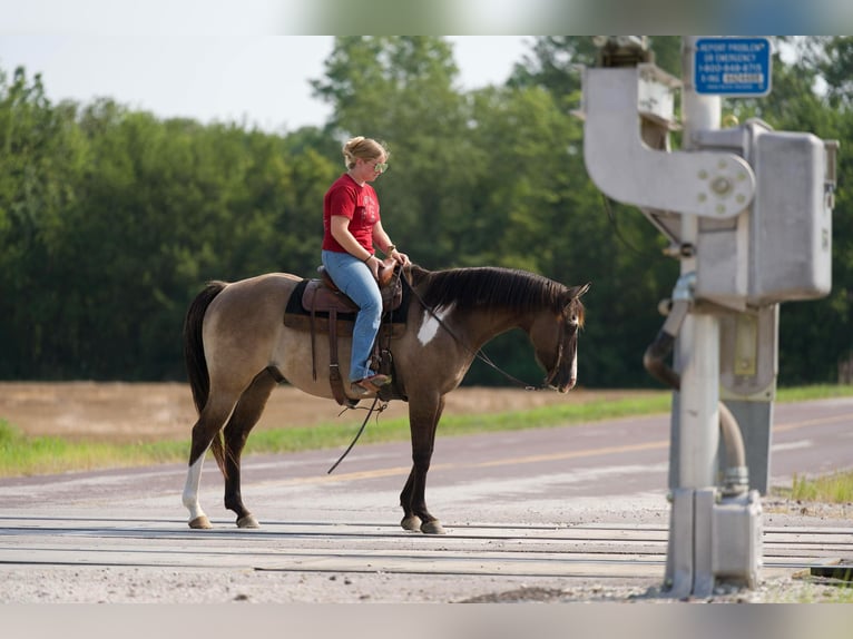 Paint Horse Castrone 10 Anni 155 cm Grullo in Canyon TX