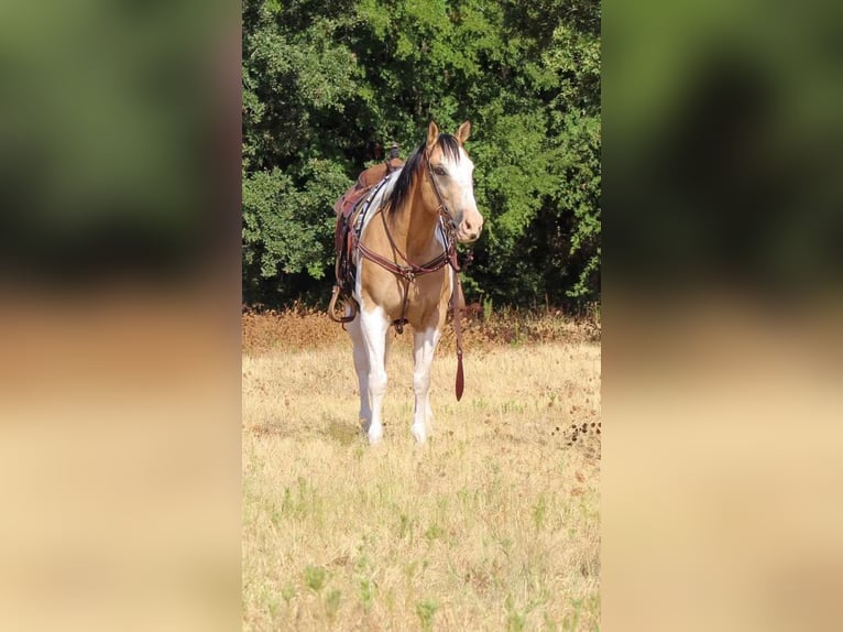 Paint Horse Mix Castrone 10 Anni 155 cm in Pilot Point, TX