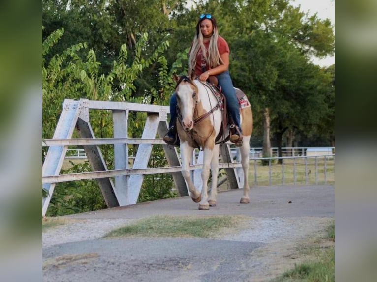 Paint Horse Mix Castrone 10 Anni 155 cm in Pilot Point, TX