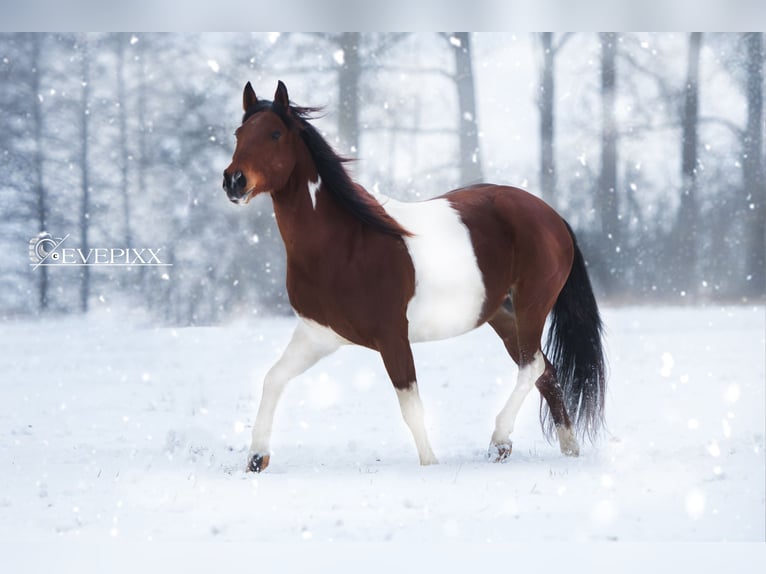 Paint Horse Castrone 10 Anni 156 cm Pezzato in Speichersdorf