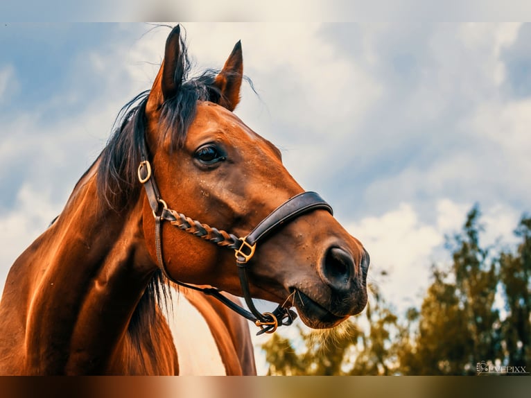 Paint Horse Castrone 10 Anni 156 cm Pezzato in Speichersdorf