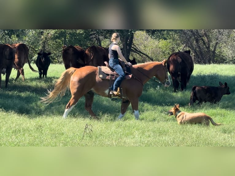 Paint Horse Castrone 10 Anni 157 cm Sauro ciliegia in Dennis, TX