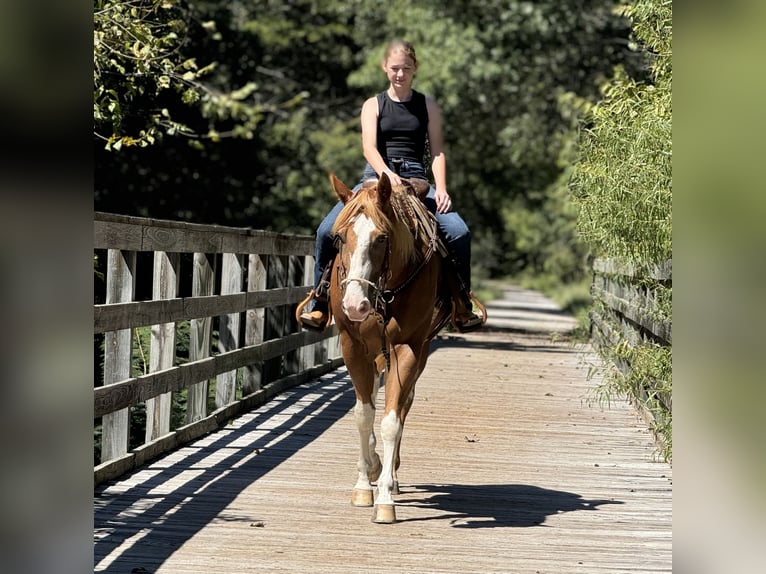 Paint Horse Castrone 10 Anni 157 cm Sauro ciliegia in Dennis, TX