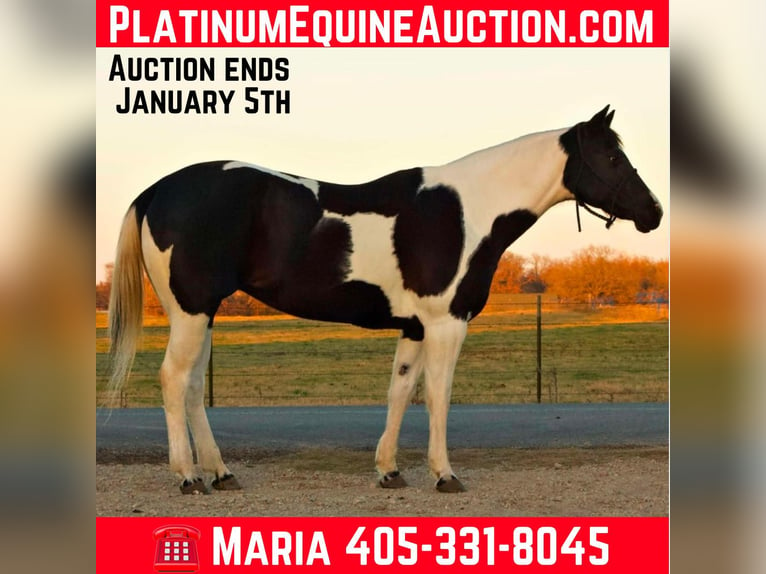 Paint Horse Castrone 10 Anni 157 cm Tobiano-tutti i colori in Terrell TX