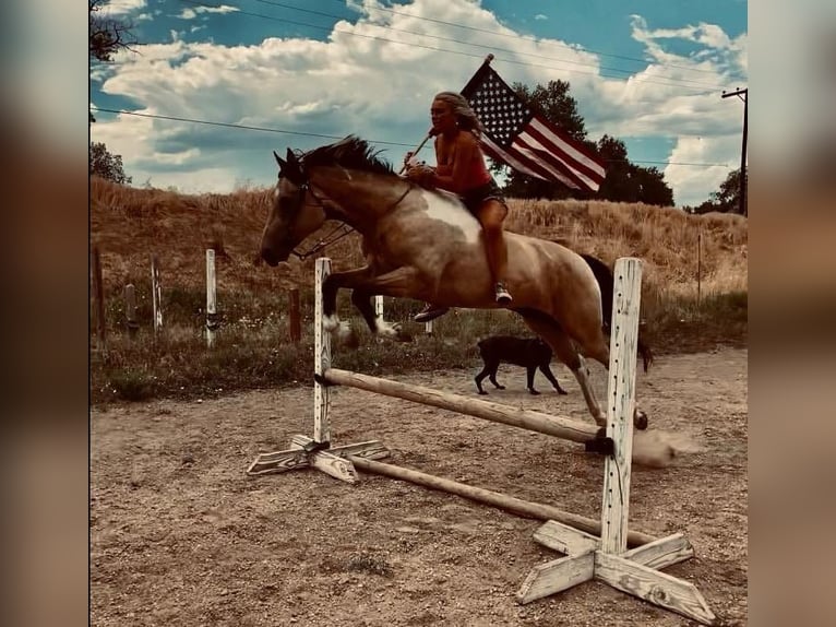 Paint Horse Castrone 10 Anni 163 cm Pelle di daino in Fort Collins CO