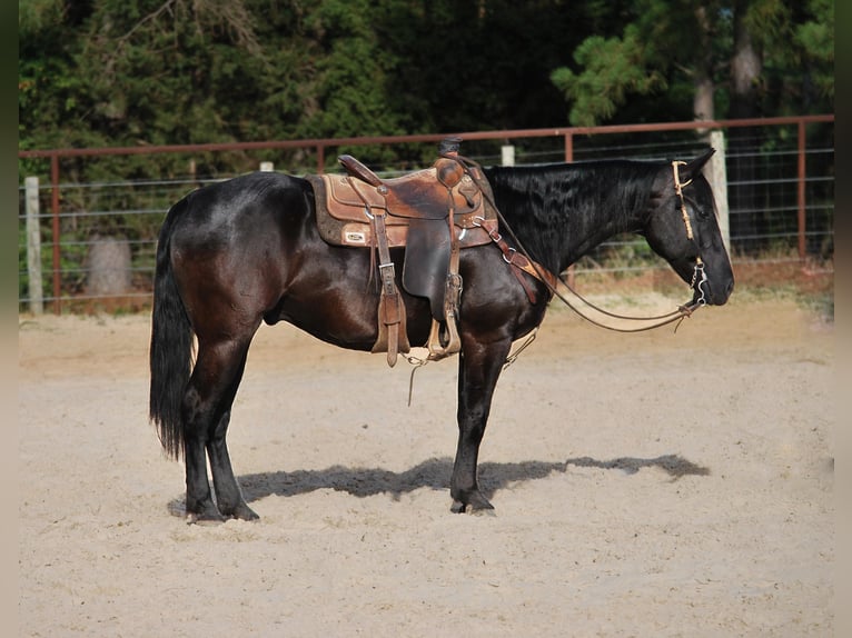 Paint Horse Castrone 10 Anni Morello in Grapeland tX