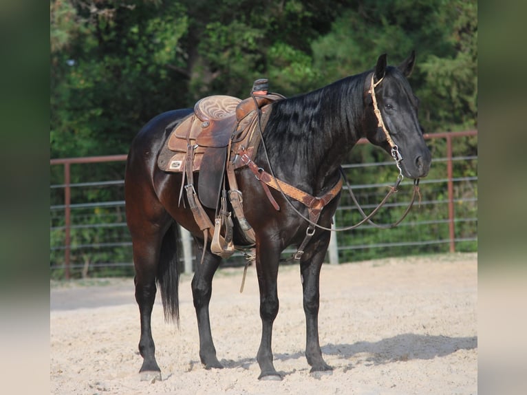 Paint Horse Castrone 10 Anni Morello in Grapeland tX