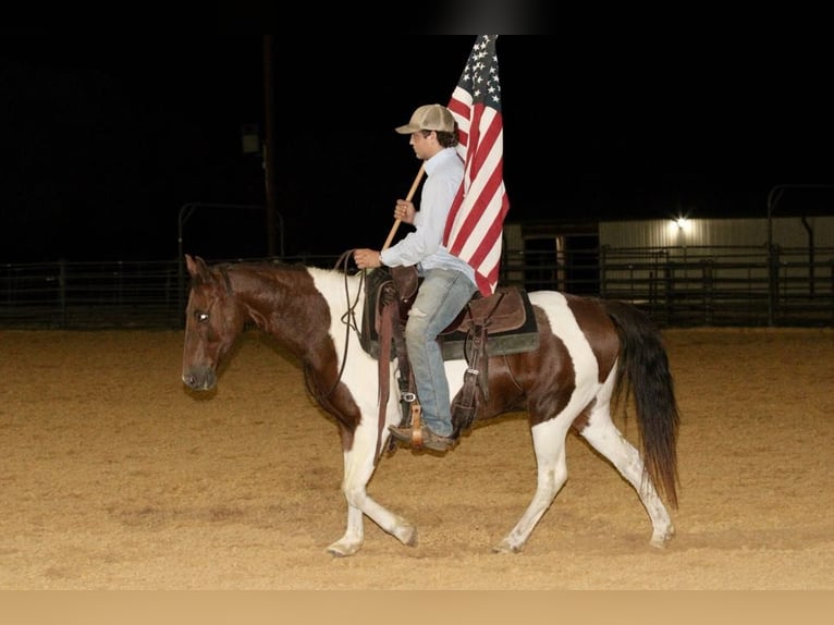 Paint Horse Castrone 11 Anni 135 cm Sauro scuro in Stephenville TX