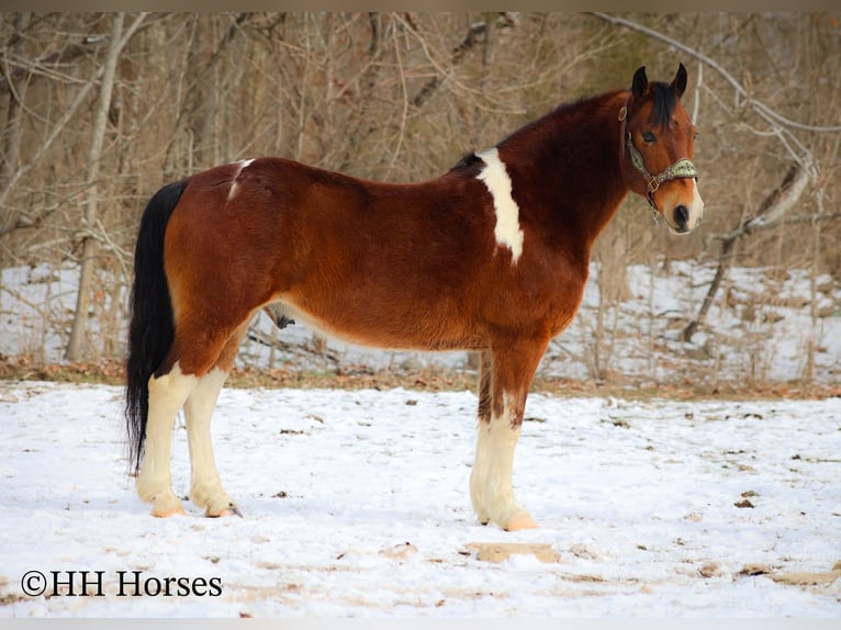 Paint Horse Castrone 11 Anni 142 cm Baio ciliegia in Flemingsburg KY