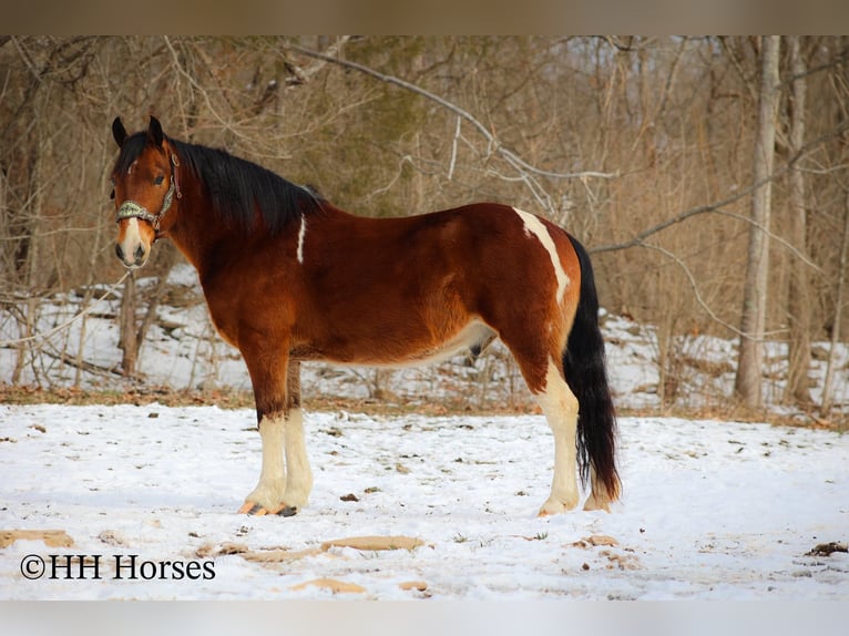 Paint Horse Castrone 11 Anni 142 cm Baio ciliegia in Flemingsburg KY