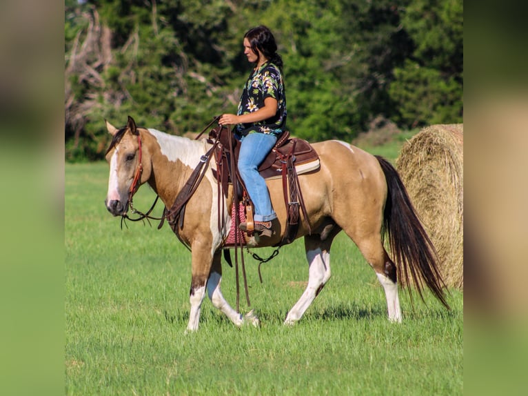 Paint Horse Castrone 11 Anni 147 cm Pelle di daino in Willis Point TX