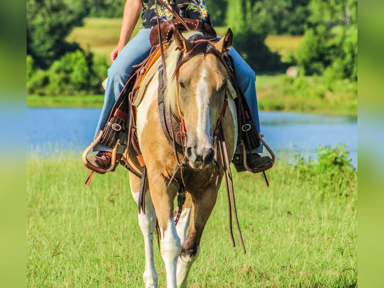 Paint Horse Castrone 11 Anni 147 cm Pelle di daino in Willis Point TX