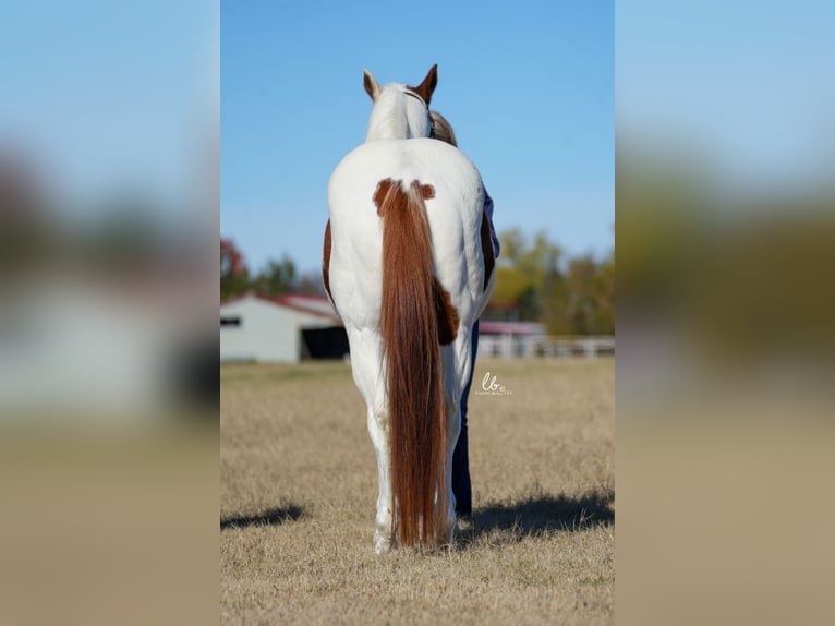 Paint Horse Castrone 11 Anni 147 cm Sauro ciliegia in Terrell