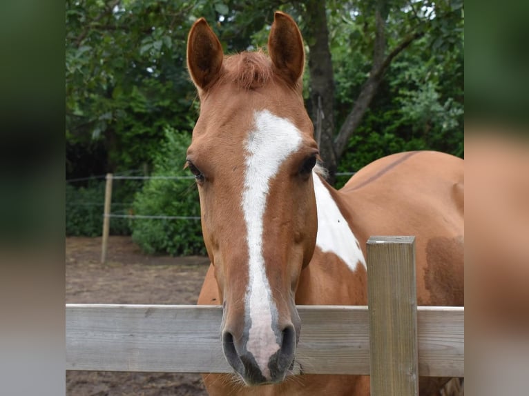 Paint Horse Mix Castrone 11 Anni 148 cm Pezzato in Weert