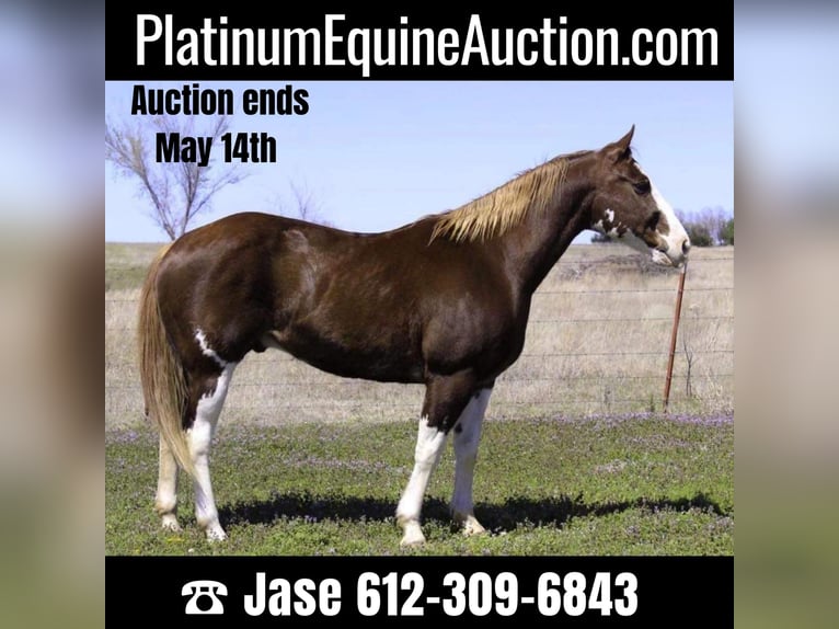 Paint Horse Castrone 11 Anni 150 cm Sauro scuro in Stillwater OK