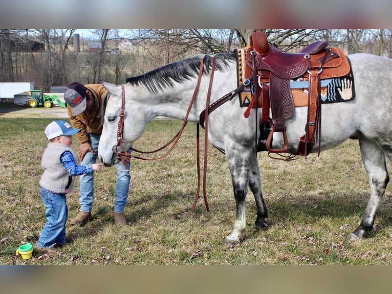 Paint Horse Castrone 11 Anni 152 cm Grigio pezzato in Allentown, NJ