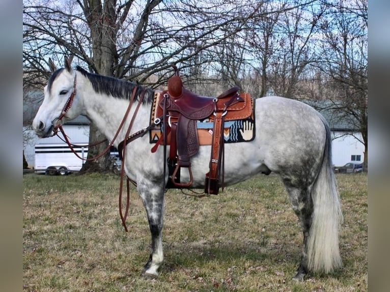 Paint Horse Castrone 11 Anni 152 cm Grigio pezzato in Allentown, NJ