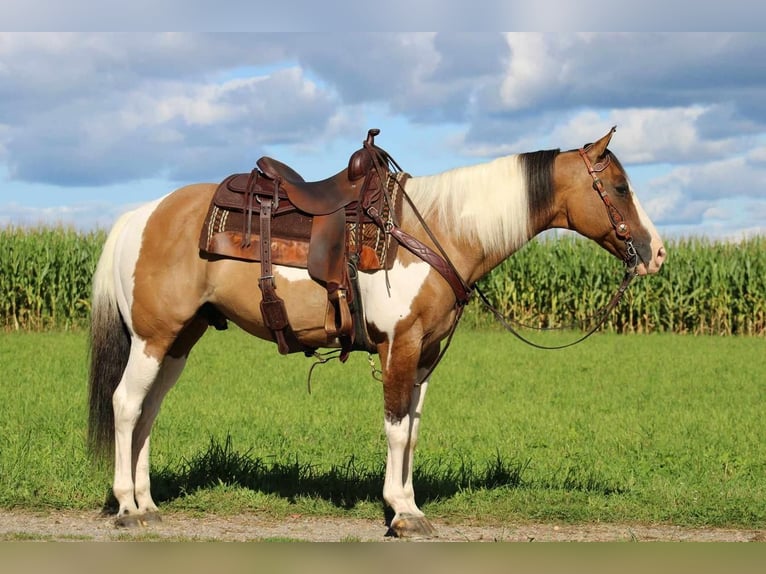 Paint Horse Mix Castrone 11 Anni 152 cm Pelle di daino in Rebersburg, PA