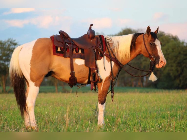 Paint Horse Mix Castrone 11 Anni 152 cm Pelle di daino in Rebersburg, PA