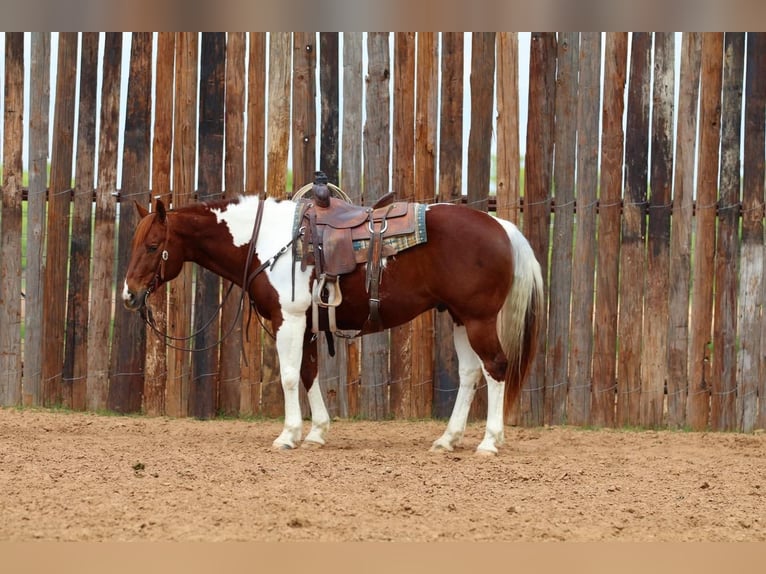 Paint Horse Castrone 11 Anni 152 cm in Joshua, TX