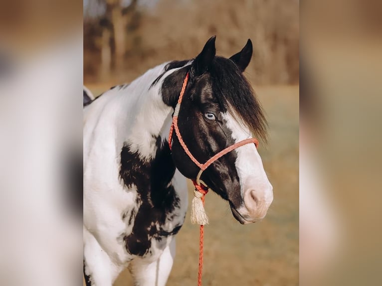 Paint Horse Castrone 11 Anni 152 cm in Lyles, TN