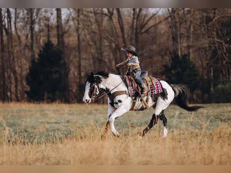 Paint Horse Castrone 11 Anni 152 cm in Lyles, TN