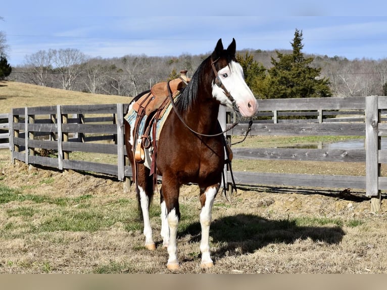 Paint Horse Mix Castrone 11 Anni 155 cm Baio ciliegia in Crab Orchard, KY