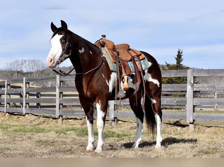Paint Horse Mix Castrone 11 Anni 155 cm Baio ciliegia in Crab Orchard, KY