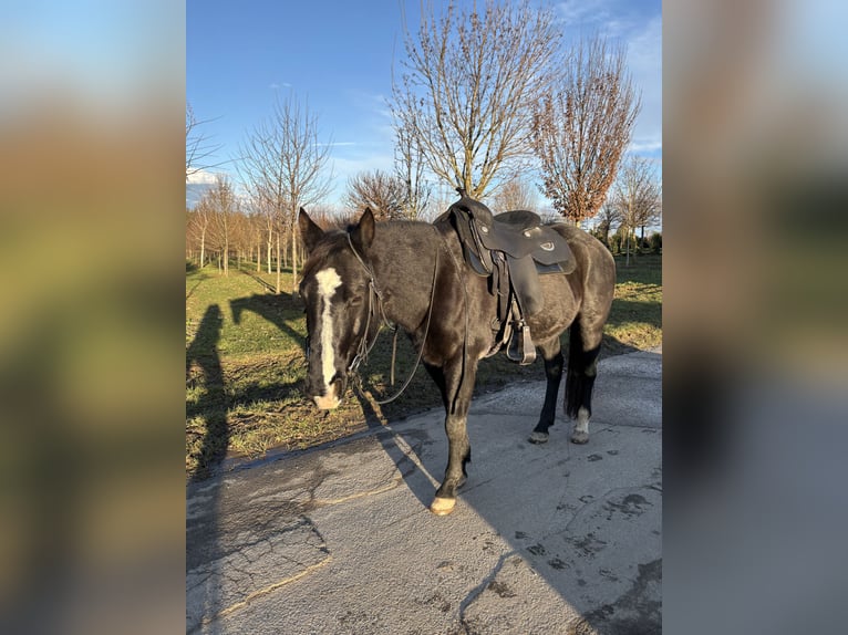 Paint Horse Castrone 11 Anni 155 cm in Bietigheim-Bissingen