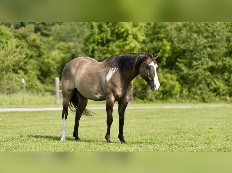 Paint Horse Castrone 11 Anni 155 cm Grullo in Canyon TX