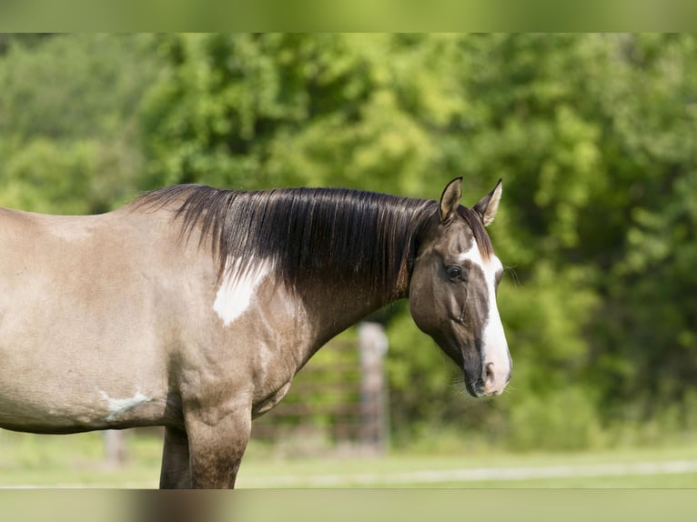 Paint Horse Castrone 11 Anni 155 cm Grullo in Canyon TX