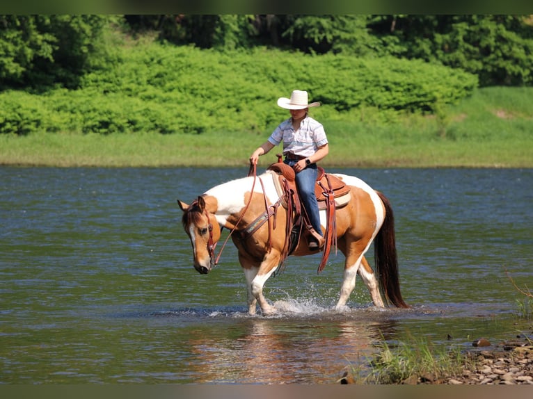 Paint Horse Castrone 11 Anni 155 cm in Clarion, PA