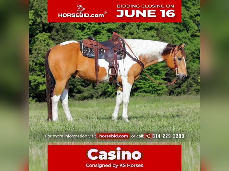 Paint Horse Castrone 11 Anni 155 cm in Clarion, PA