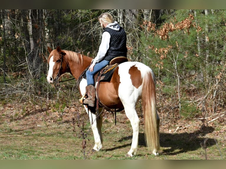 Paint Horse Castrone 11 Anni 157 cm Pezzato in Middleboro