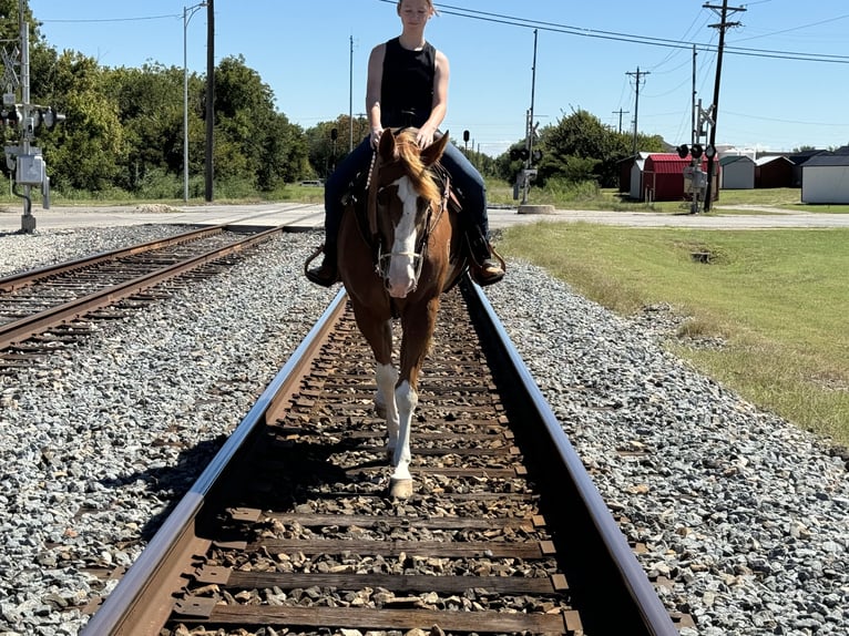 Paint Horse Castrone 11 Anni 157 cm Sauro ciliegia in Dennis, TX