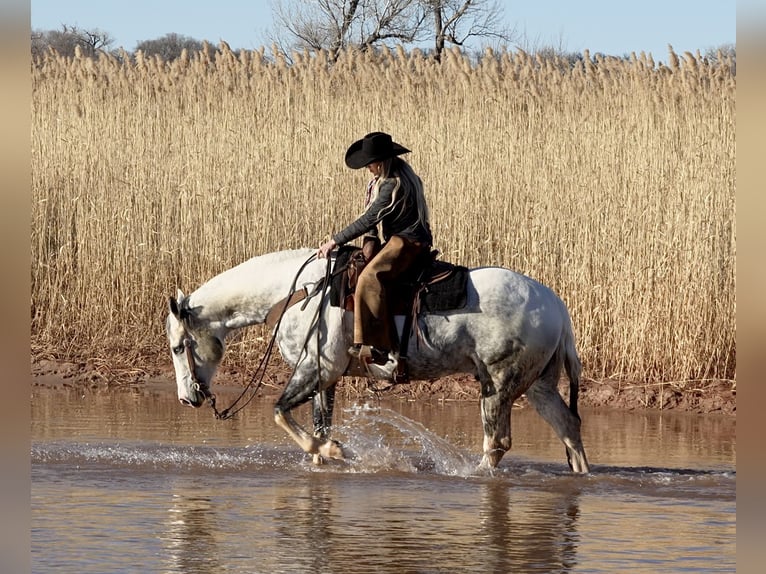 Paint Horse Castrone 11 Anni 160 cm in Amarillo, TX