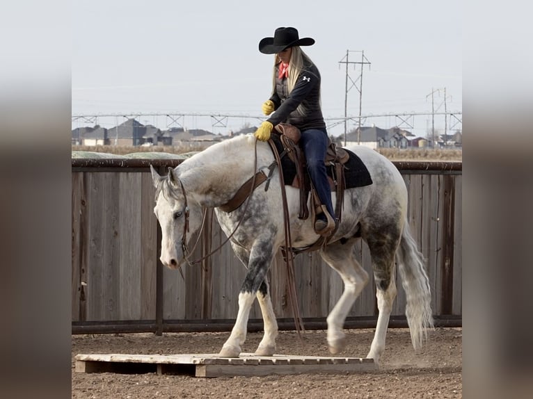 Paint Horse Castrone 11 Anni 160 cm in Amarillo, TX