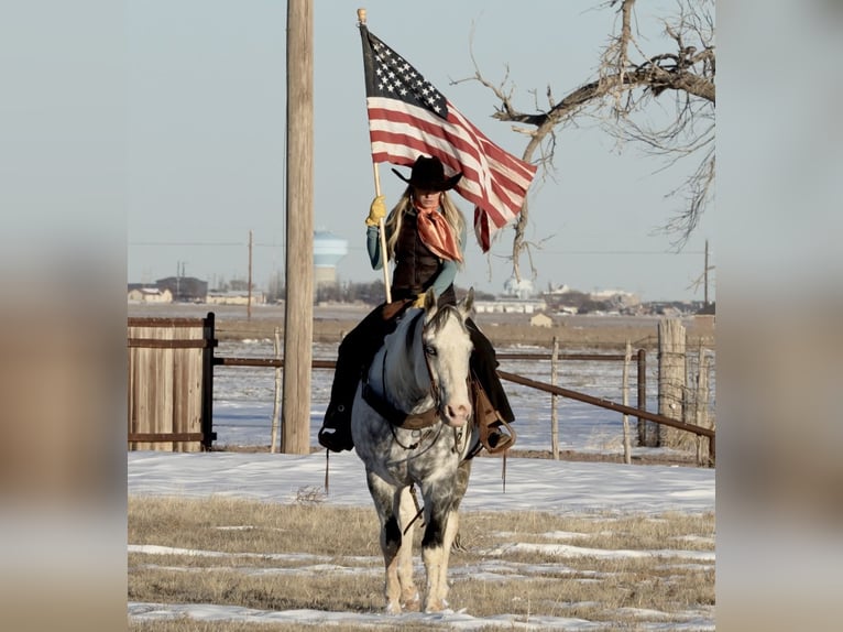 Paint Horse Castrone 11 Anni 160 cm in Amarillo, TX