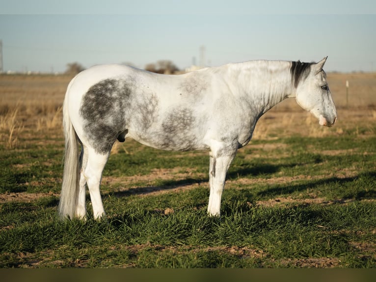 Paint Horse Castrone 11 Anni 160 cm in Amarillo, TX