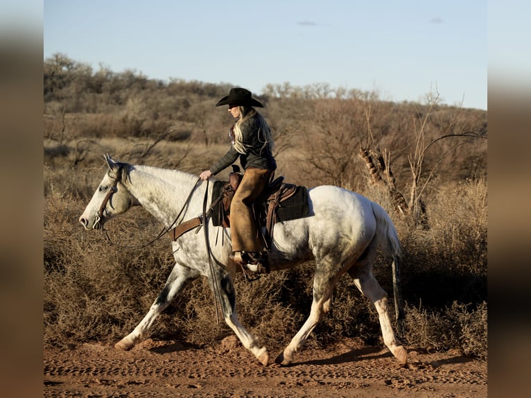 Paint Horse Castrone 11 Anni 160 cm in Amarillo, TX