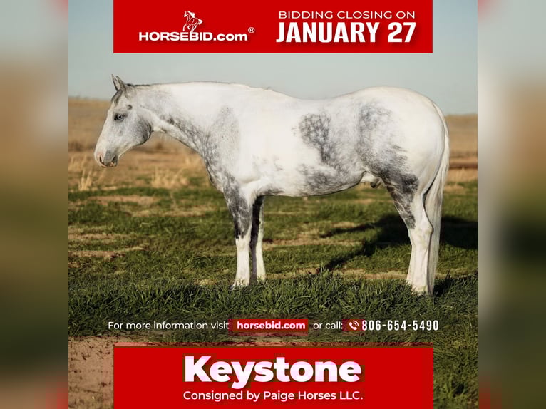 Paint Horse Castrone 11 Anni 160 cm in Amarillo, TX