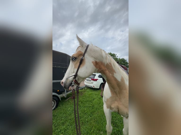 Paint Horse Castrone 11 Anni 162 cm Tobiano-tutti i colori in Lensahn