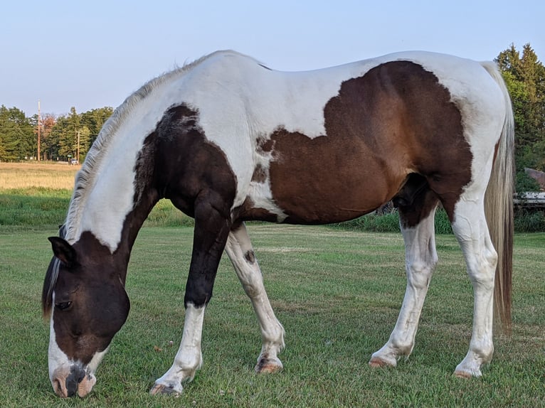 Paint Horse Castrone 11 Anni 163 cm Baio ciliegia in Brook Park