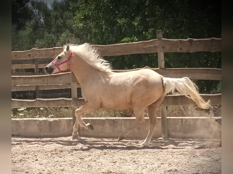 Paint Horse Castrone 11 Anni 165 cm Palomino in Algaida Paint Horse Castrone 11 Anni 165 cm Palomino in Algaida