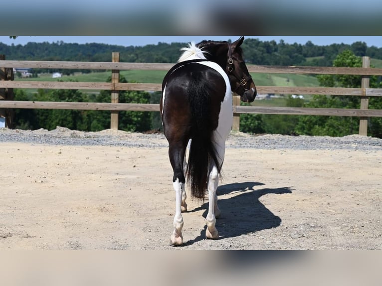 Paint Horse Castrone 11 Anni Tobiano-tutti i colori in Millersburg OH