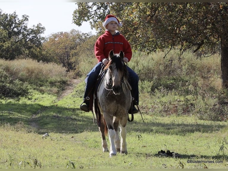 Paint Horse Castrone 12 Anni 137 cm Pelle di daino in weatherford TX