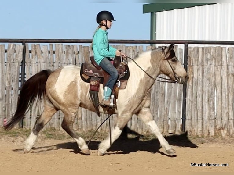 Paint Horse Castrone 12 Anni 137 cm Pelle di daino in weatherford TX