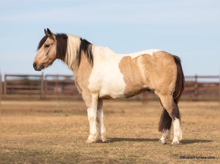 Paint Horse Castrone 12 Anni 137 cm Pelle di daino in weatherford TX