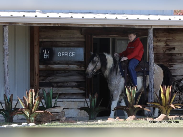 Paint Horse Castrone 12 Anni 137 cm Pelle di daino in weatherford TX