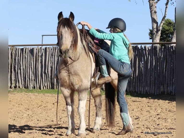 Paint Horse Castrone 12 Anni 137 cm Pelle di daino in weatherford TX